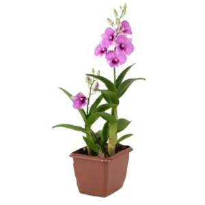 FLOR DENPHALAEN MINI P12