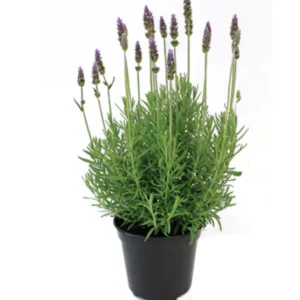 FLOR LAVANDULA ANGUSTIFOLIA P14