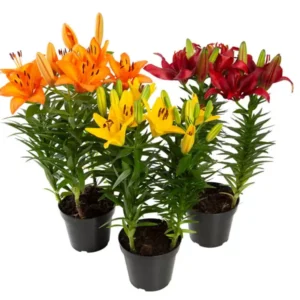 FLOR LIRIO VARIADO P12