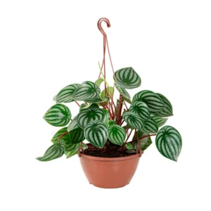 FLOR PEPEROMIA MELANCIA C21