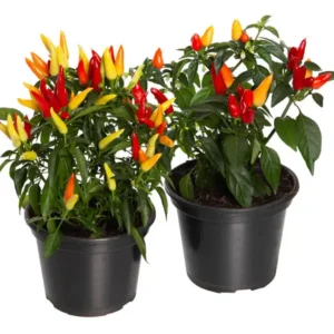 PIMENTA ORNAMENTAL P14
