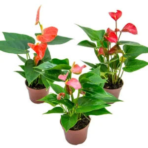 FLOR ANTURIO P09