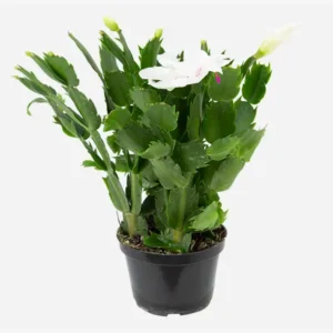 FLOR DE MAIO P11