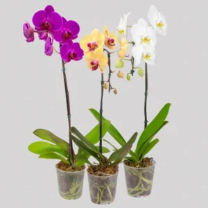 FLOR PHALAENOPSIS MIX P12