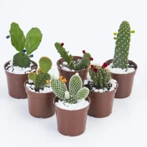 FLOR CACTUS MINI P06